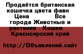 Продаётся британская кошечка цвета фавн › Цена ­ 10 000 - Все города Животные и растения » Кошки   . Красноярский край